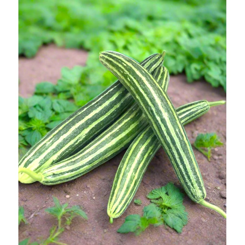 TomorrowSeeds Striped Armenian Cucumber Seeds | Painted Serpent Yard Persian