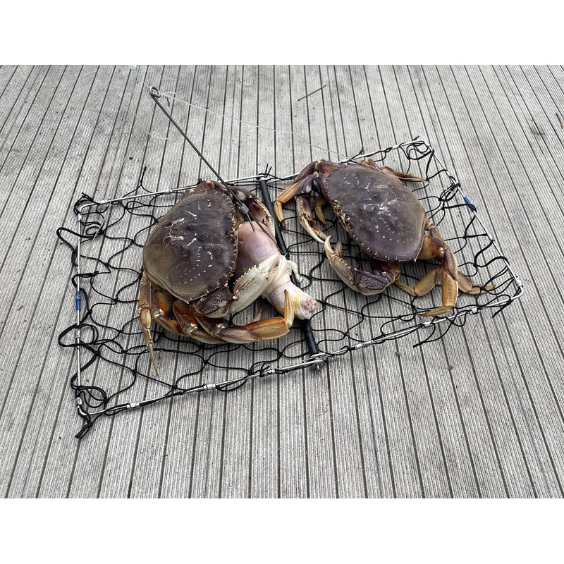 AirFly Foldable Crabjaw Trap with Bait Clip - Redesigned Rectangle