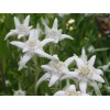 500 Leontopodium alpinum Seeds - Edelweiss Seeds