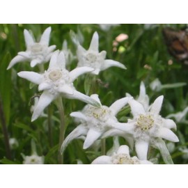 500 Leontopodium alpinum Seeds - Edelweiss Seeds