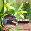 Villa Vainilla Pure Vanilla Extract Premium Concentrated, Real, Natural, Gourmet