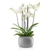 Eva Solo Stone Flowerpot Diameter 19 cm, Grey, Medium