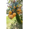 Tree 2 Live Plants 4-8"Tree Japanese Plum 1 Year old