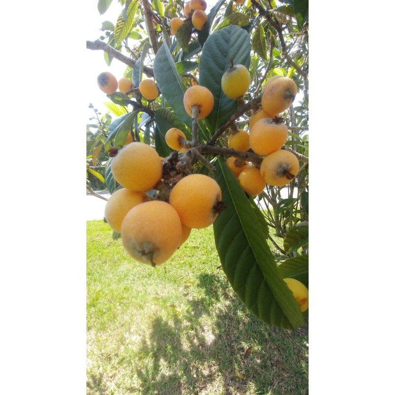 Tree 2 Live Plants 4-8"Tree Japanese Plum 1 Year old