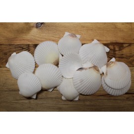 20 - Natural White Gulf Scallop Seashells, Craft Shells for DIY Projects, 2-3 Inch, Large Size, Beach Wedding Decor, Sailors Valentines, Beach Art, SS-584