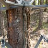 Summit Treestands Shoulder & Tether Straps