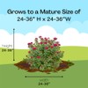 Proven Winners 2 Gal. Double Play Doozie Spirea Shrub