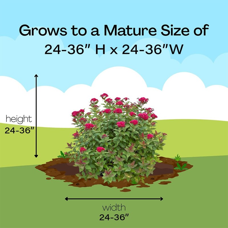 Proven Winners 2 Gal. Double Play Doozie Spirea Shrub