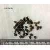 Fukkaen Seedlings, Buckwheat Seeds (Ordinary Seeds), 0.3 gal (1 L)