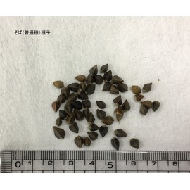 Fukkaen Seedlings, Buckwheat Seeds (Ordinary Seeds), 0.3 gal (1 L)