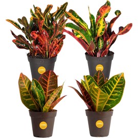 Costa Farms Croton Live Plants (4-Pack), Indoor and Outdoor Angel Croton Houseplants Potted in Nursery Pots, Grower’s Choice, Easy Care Tropical Plant for Home, Office, and Tabletop Decor