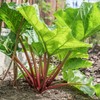 Eden Brothers Rhubarb Seeds - Victoria