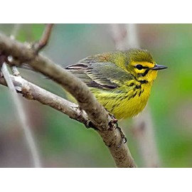 Birds 240 70b 4 Artwork Micro Fiber Cleaning Cloth