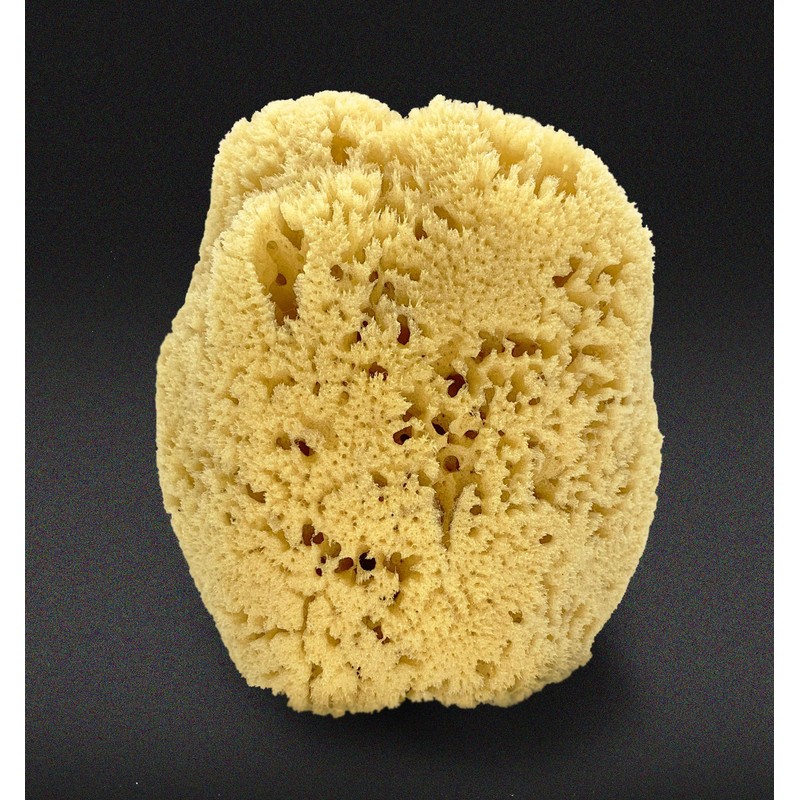 Real Sea Sponge for Men - Extra Large 6"-7", Totally