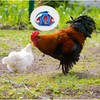 TUKEVA Chicken Training Harness, Comfortable Chicken Training Harness, Adjustable Chicken