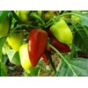 CEMEHA SEEDS - Seeds White-Red Sweet Bell Pepper Belozerka Non