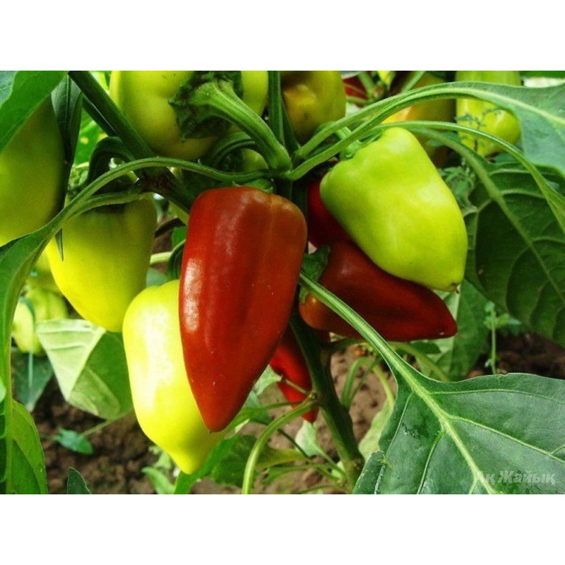 CEMEHA SEEDS - Seeds White-Red Sweet Bell Pepper Belozerka Non