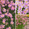 500+ Seeds Perennial Dream Coreopsis Flower Seeds for Planting Outdoor