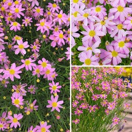 500+ Seeds Perennial Dream Coreopsis Flower Seeds for Planting Outdoor Garden Pink Tickseed Rose Coreopsis Non-GMO Heirloom Open-Pollinated
