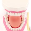 Giant Teeth Dental Demonstration Model with Toothbrush, Enlarged 6 Times