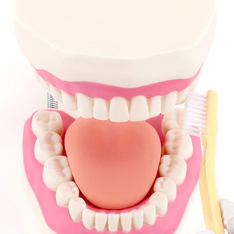Giant Teeth Dental Demonstration Model with Toothbrush, Enlarged 6 Times