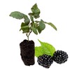BlackBerry Plants, 'Caddo' BlackBerry Plants - Consistently High Yields! Thornless