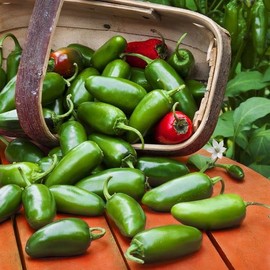KIRA SEEDS - Seeds Jalapeno Chili Pepper - Hot - Heirloom Vegetable - GMO Free
