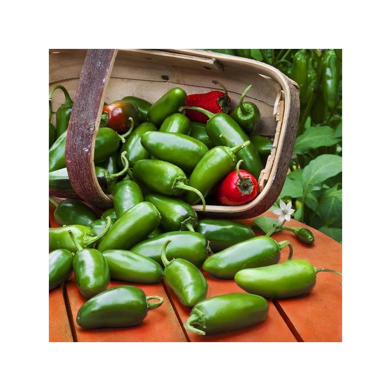 KIRA SEEDS - Seeds Jalapeno Chili Pepper - Hot -