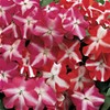 Outsidepride Impatiens Star Mix - 100 Seeds