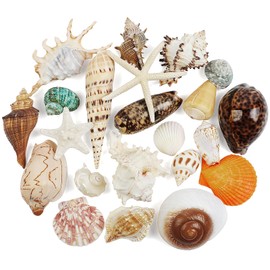 Fangoo 22 PCS Large Seashells Mixed Beach Sea Shells Ocean Starfish,Natural Colorful Sea Shells Starfish Up to 16CM, Large Seashells Perfect for Beach Theme Party Home Decor DIY Crafts Fish Tank Decor