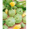 10 Seeds Lunar Eclipse Patty Pan Scallops Summer Squash F1