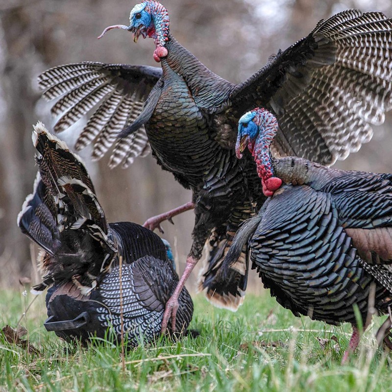 Power Calls Yelper | Easy to Use Ultra Realistic Turkey