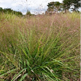 CHUXAY GARDEN Purple Love Grass Seeds for Planting Outdoors Eragrostis Spectabilis Plant 100 Seeds Perennial Ornamental Grasses Plants Native Pink Muhly Grass Beautiful Houseplant
