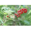 Unbranded Red Baneberry {Actaea rubra}Pre-Stra