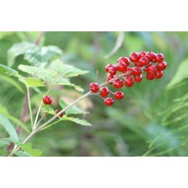 Unbranded Red Baneberry {Actaea rubra}Pre-Stra
