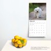 Maltese | 2024 12 x 24 Inch Monthly Square Wall