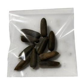 Salvadorean Chipilin Plant Seeds, 10 Count, Dark Brown Pods for Growing