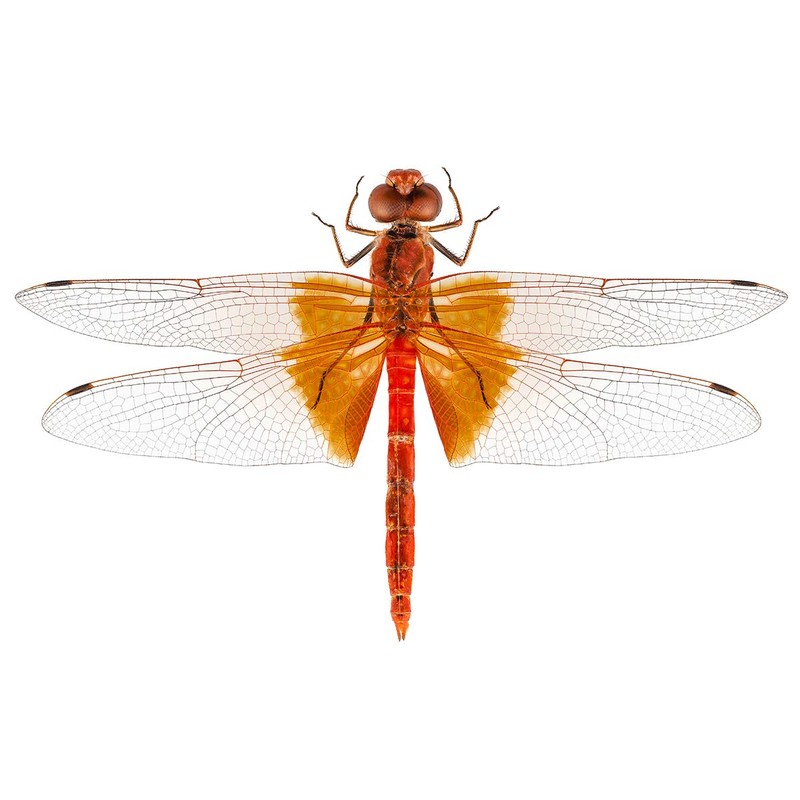 Auhagen 52414 Single Roof Slate