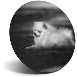 Destination Vinyl ltd Magnet for Refrigerator, Fridge BW - Cute Pomeranian Puppy Dog for Office, Cabinet and Whiteboard, Magnetic Stickers, 38640