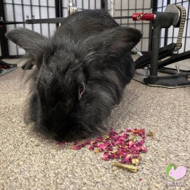 Food4Buns Forest Adventure Mix, Bunny Rabbit Guinea Pig Chinchilla Degu Hamster Gerbil - 16 oz