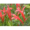 Buy Rare Seeds Anisacanthus quadrifidus | Hummingbird | Flame Acanthus