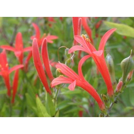 Buy Rare Seeds Anisacanthus quadrifidus | Hummingbird | Flame Acanthus | 10_Seeds