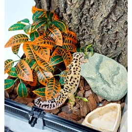 Woyrise Reptile Plants for Terrarium Decor, Ball Python Tank Accessories fit Bearded Dragon Crested Leopard Gecko Lizard Chameleon Snake Frog Tortoise Hermit Crab - Fake Codiaeum Variegatum