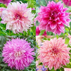 100+ Perennial Dahlia Labyrinth Flower Seeds for Planting - Exotic Labyrinth Dahlia Seeds Non-GMO Garden Flower for Outdoor Indoor