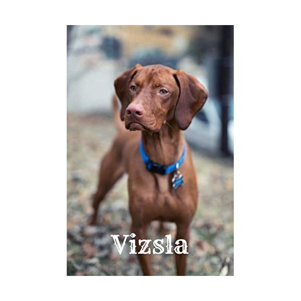 Vizsla Dog Notebook, College Ruled Notebook