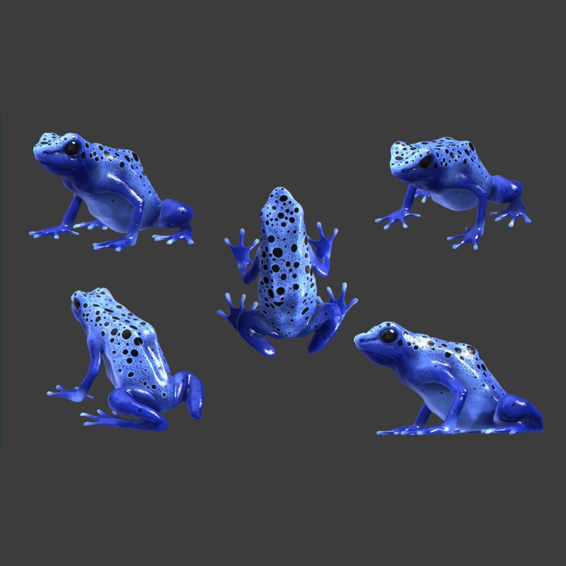 5 Blue Poison Dart Frog Decals - Sizes shown on