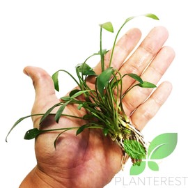 Planterest - Cryptocoryne Lutea Potted Tropical Easy Live Aquarium Plants Decorations for Fish Tank BUY2GET1FREE Underwater Gardening Green Aquascape