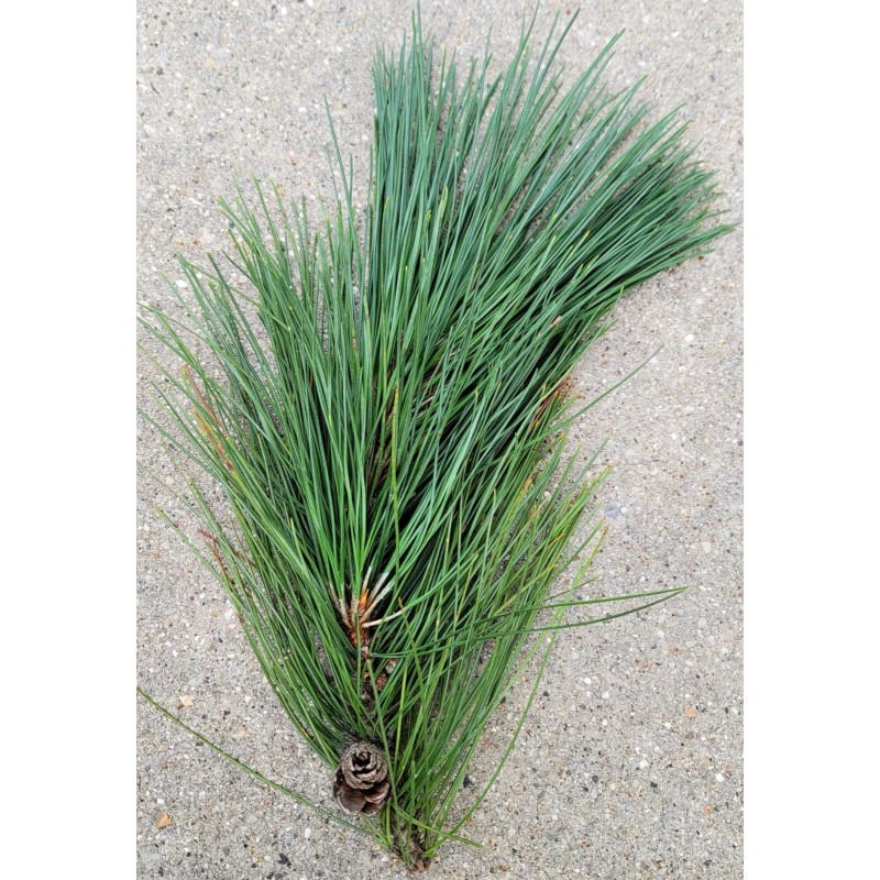 Wisconsin Wild Grown Red Pine Tea Needles Organic Infusion Fresh
