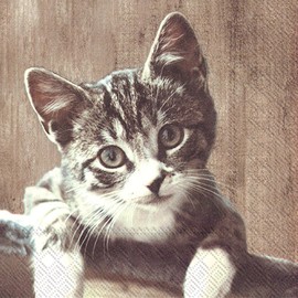 IHR Servietten Cocktail 25x25cm Kasimir Katze