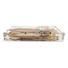 Squid Cuttlefish Conformation Specimen in Acrylic Block Paperweights Science Classroom